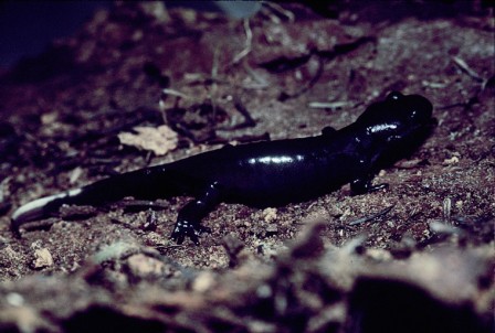 Ambystoma gracile/Northwestern Salamander. Copyright Dave Fraser.