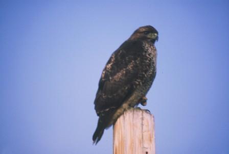 Buteo jamaicensis/Red-tailed Hawk. Copyright Dave Fraser.