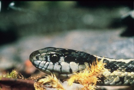 Thamnophis elegans/Western Terrestrial Garter Snake. Copyright Dave Fraser.