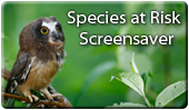 Species at Risk Screensaver