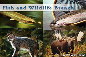 Fish and Wildlife Branch
