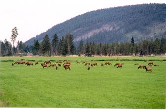Elk