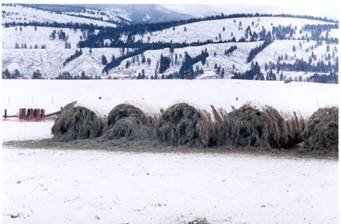 Elk Damage