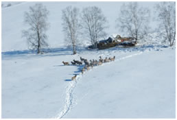 Elk Herd