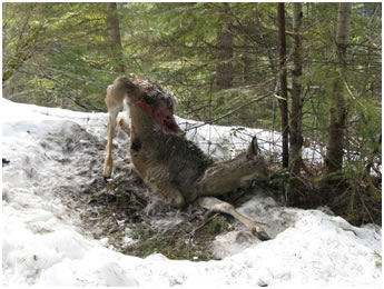 Deer