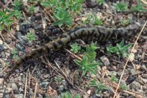 Adult Salamander