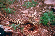 Gopher Snake