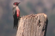 Lewis's Woodpecker