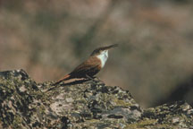 Canyon Wren