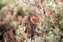 Brewer's Sparrow