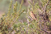 Lark Sparrow