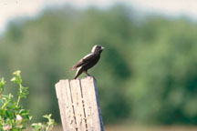 Bobolink