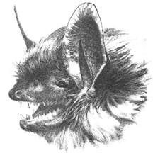 fringed myotis