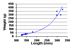 FIGURE 2. Length vs. weight of rainbow trout sampled in Amanita Lake, August 4, 1999.