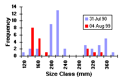 FIGURE 3. Length frequency distribution of rainbow trout sampled in Amanita Lake, comparing 1990 and 1999 results.