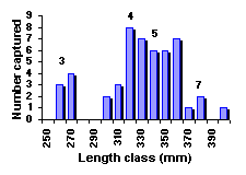 FIGURE 3. length  frequency distribution of rainbow trout sampled in Angly Lake, August 6, 1999.
