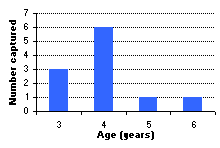 FIGURE 3. Age frequency distribution of rainbow trout sampled in Berman Lake, 1999.