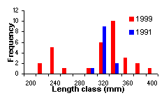FIGURE 3. Length frequency distribution of brook trout sampled in Butterfly Lake, comparing 1991 and 1999 results.