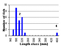 FIGURE 2. Length frequency distribution of brook trout captured in Byers Lake, August 27, 1999. Bold numbers indicate age of size class.
