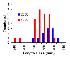 FIGURE 3. Length frequency distribution of brook trout sampled in Camp Lake, comparing 1999 and 2000 results
