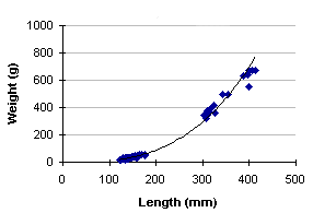 FIGURE 2. Length vs. weight of rainbow trout captured in Clear Lake, May 1998