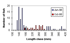 FIGURE 3. Length frequency distribution of rainbow trout captured in Clear Lake, comparing 1998 and 1992 results.
