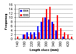 FIGURE 3. Length frequency distribution of rainbow trout sampled in Grizzly Lake (West), comparing 1984 and 1999 results.