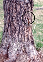 PHOTO 6. Benchmark spike in tree.