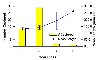 FIGURE 5. Age class composition and growth of rainbow trout captured in La Salle Lake (East), May 1998.