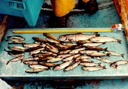 PHOTO 3. Rainbow trout sampled in La Salle Lake East, 1992