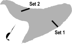 FIGURE 1. Location of Nelson Lake gill net sets, July 15, 1999.