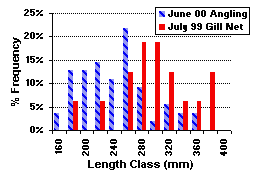 FIGURE 2. Length frequency distribution of rainbow trout sampled in Nelson Lake, comparing 1999 (n=17) and 2000 (n=55) results