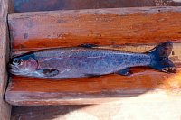 PHOTO 3. Nelson Lake rainbow trout #10, June 2000.