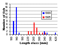 FIGURE 3. Length frequency distribution of rainbow trout captured in Portal Lake, comparing 1999 and 1985 results.