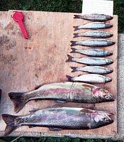 PHOTO 3. Rainbow trout captured in gill net set 2 in Portal Lake, August 11, 1999.