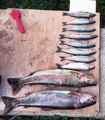 PHOTO 3. Portal Lake rainbow trout sampled from Set #2 August 11, 1999.
