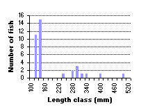 FIGURE 3. Length frequency distribution of rainbow trout in Sawmill Lake