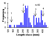 FIGURE 4. Length frequency distribution of brook trout sampled in Shere Lake, 1998