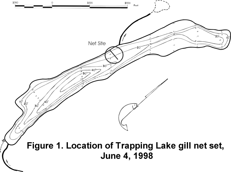 FIGURE 1. Location of Trapping Lake Gill Net Set, June 4, 1998.