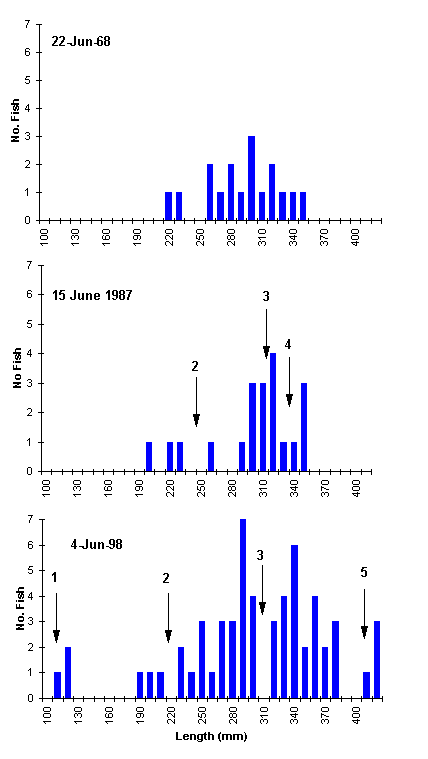 FIGURE 3. Length frequency distributions of rainbow trout captured in Trapping Lake, comparing 1968, 1987 and 1998 results. Median lengths for available age classes are marked with arrows.
