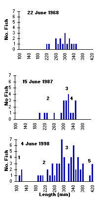 Trapping Lake RB length frequency distribution