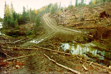 PHOTO 1. Trapping Lake outlet following forest road construction, 1986