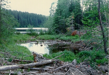 PHOTO 3. Trapping Lake outlet, looking towards lake, 1987.