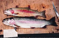 PHOTO 3. Rainbow trout captured in Witney Lake, 1999.