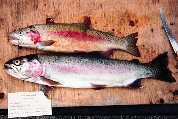 PHOTO 3. Rainbow trout captured in Witney Lake, August 1999.
