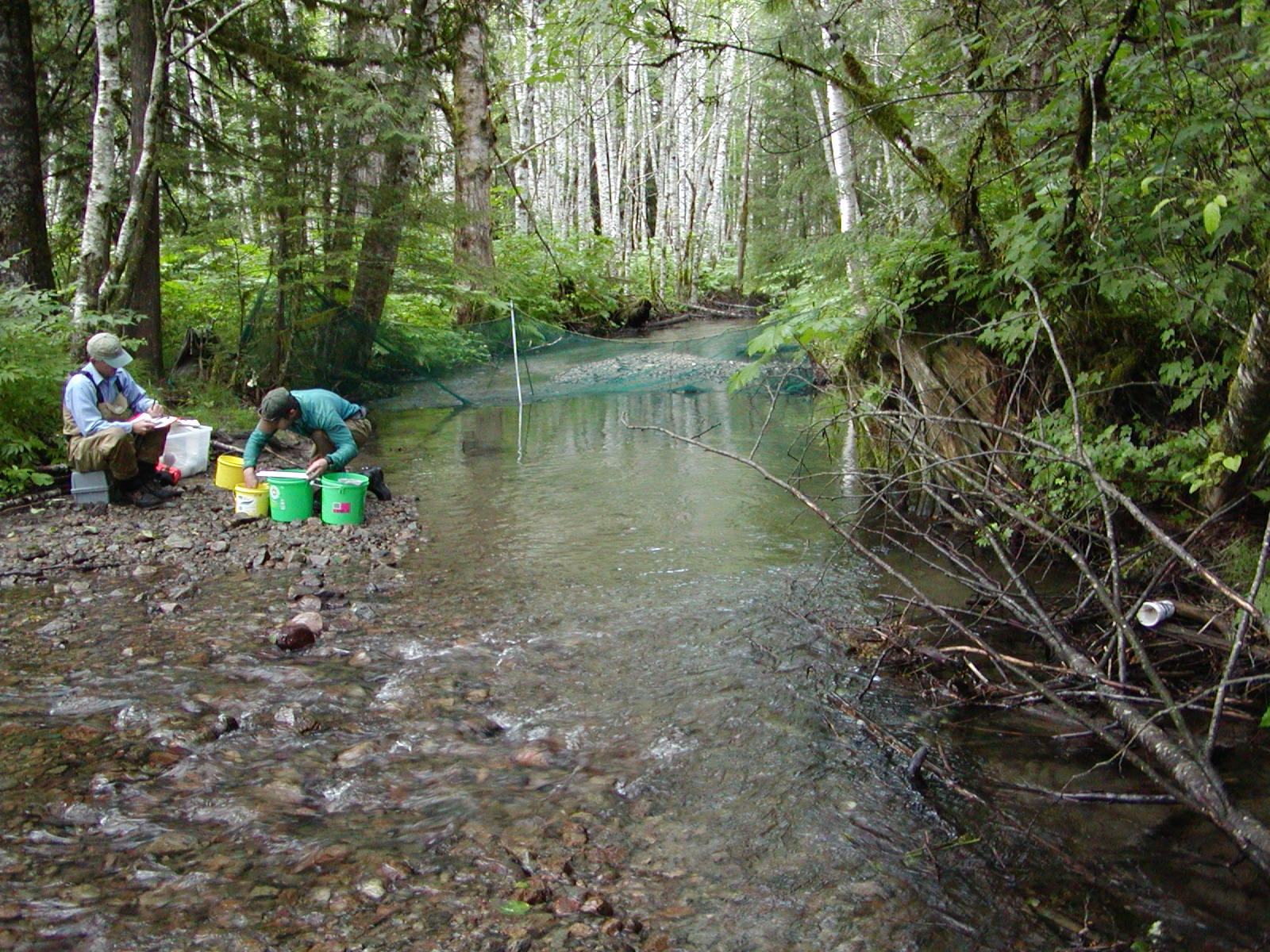 A coastal cutthroat juvenile assessment in the Lakelse Watershed