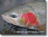 www.gottrout.com