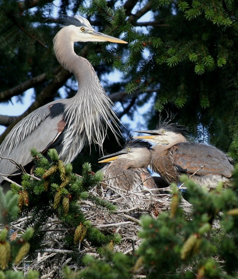 Great Blue Heron, fannin subspecies