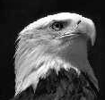click here for more information on Bald Eagle