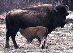 Bison cow calf